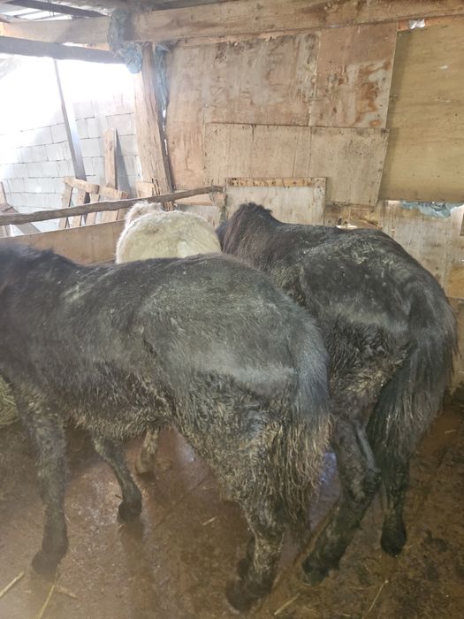 Продам.  жеребят