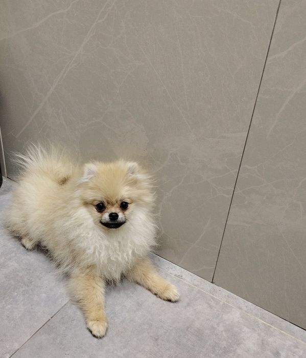 Шпиц, девочка 4-месяца