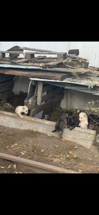 Щенята бесплатно