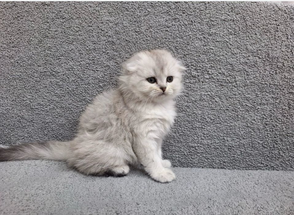 Котят британская