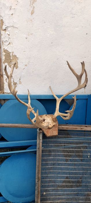 Продам декор рога.