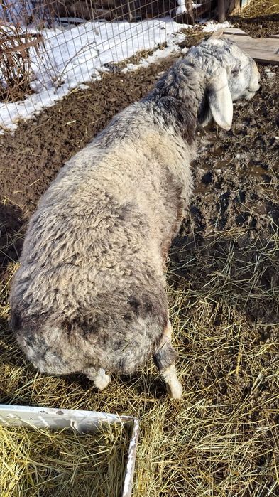 Қой сатылады (қошқар ). Продается бараны