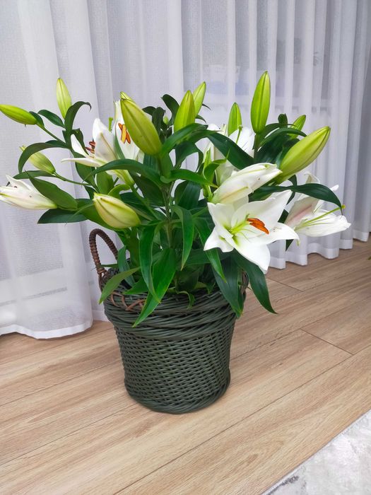 Продам кашпо из ротанга