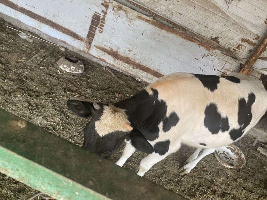 Қашар 1,5 жасар, семіз