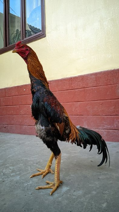 Майский дакан шоже