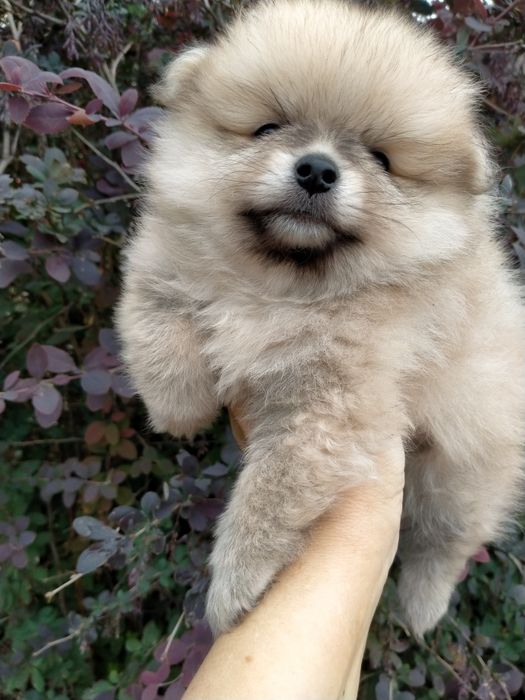 Срочно !продам щенка мини шпица мальчик 2 мес.