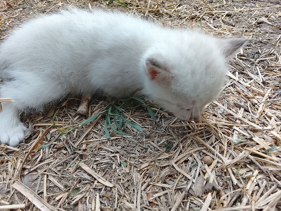 Отдам котят в добрые руки