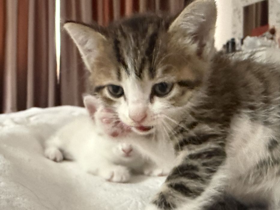 Продаются котята