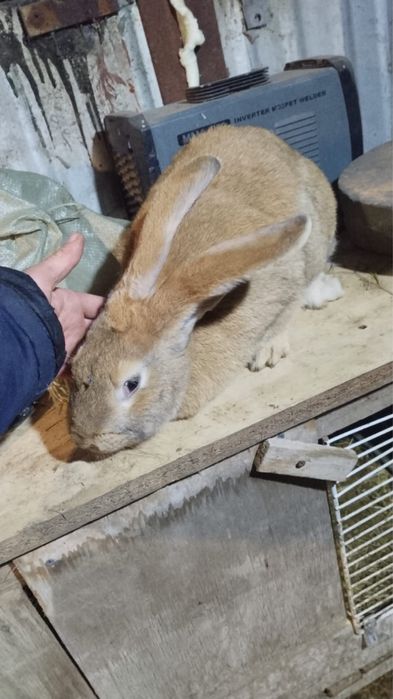 Продам кроликов породы баран