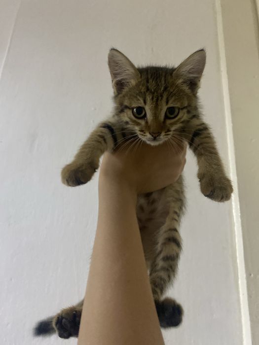 Отдаю котят бесплатно