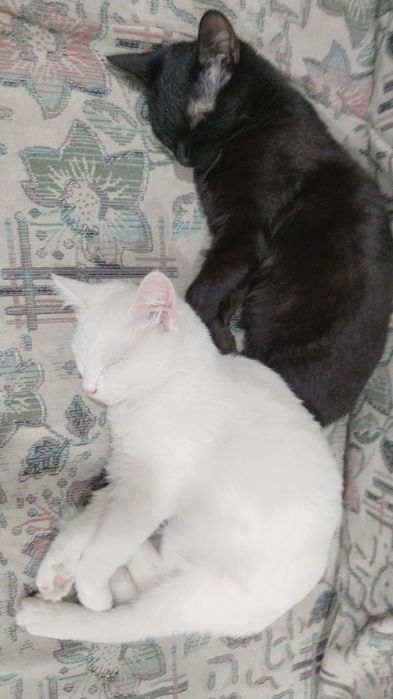 Пристраивается  в добрые руки