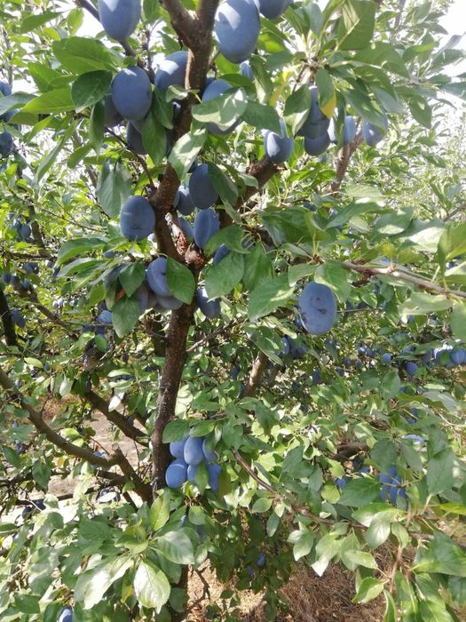 Продавам първокласни сини сливи – прясно отбрани от с. Калояново
