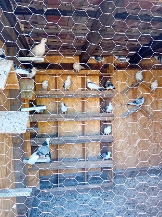 Porumbei jucatori de galați!