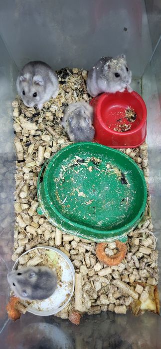 Джунгарские хомяки