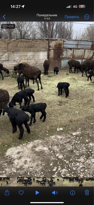 Қозылы қой Бараны