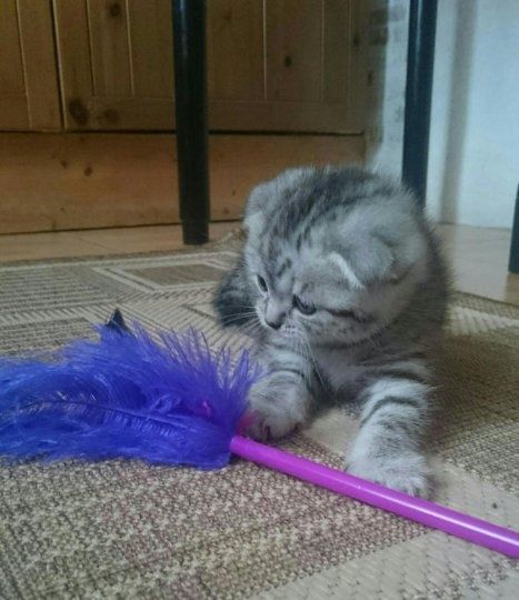 Шотландские Вислоушки