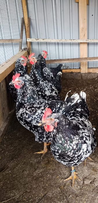 Ouă incubat găini pita pinta bobat