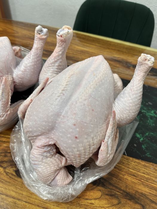 Куры домашний бройлер