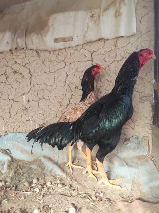 Dakan xoroz va tovuq