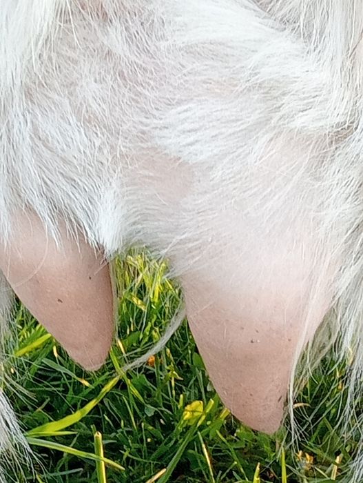 Vând capră bună de lapte