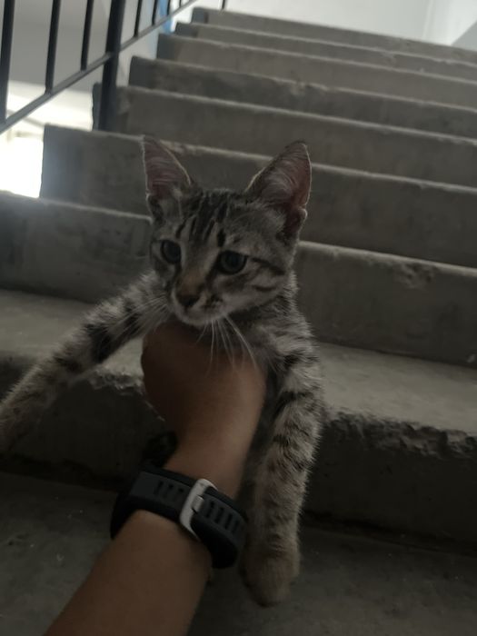 Отдам в добрые руки котика