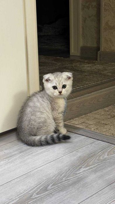 Scottish fold / straight -  3 oylik - Parodasi toza