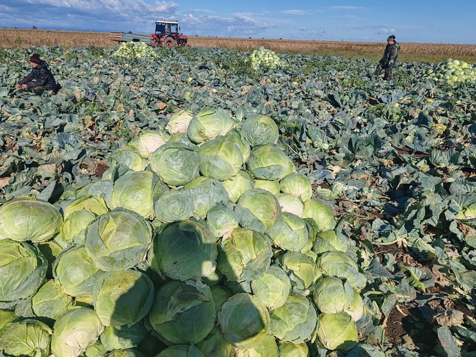 Varză de Buzău Visani Brăila