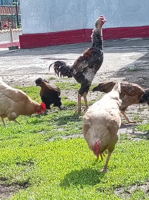Продам дакана 1.год