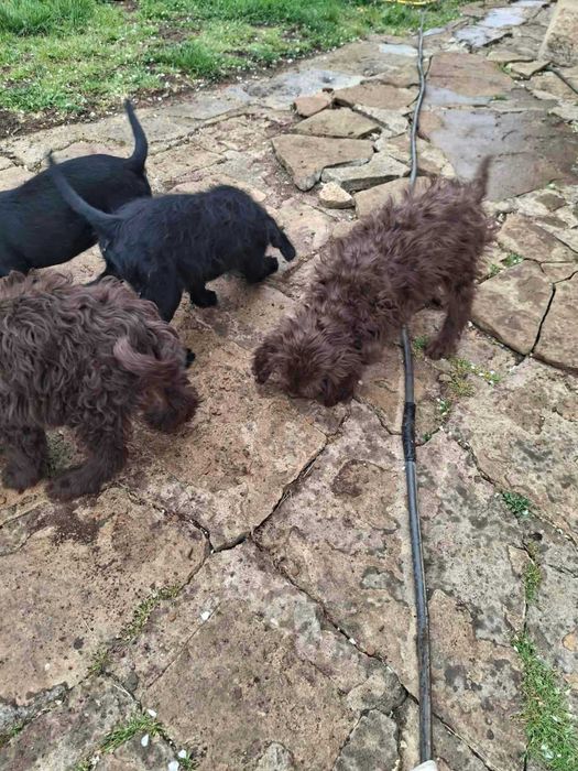 Кучета за трюфели