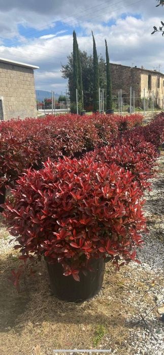 Plante ornamentale ptr gradina