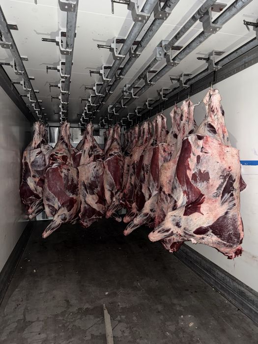 Мясо Говядины ОПТОМ ТУШАМИ.