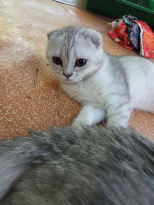 Котенок серебро  британец фолд