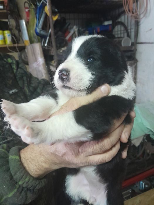 Щенок САО алабая