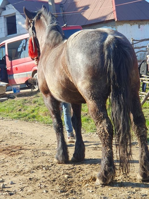 Vand o iapa de 6 ani garantata