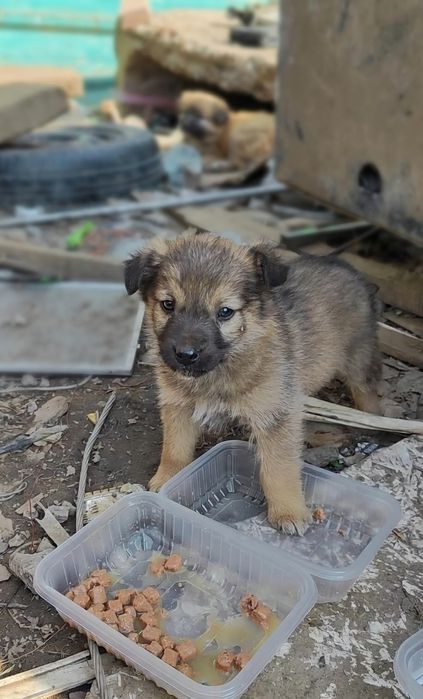 отдам щенка кобель