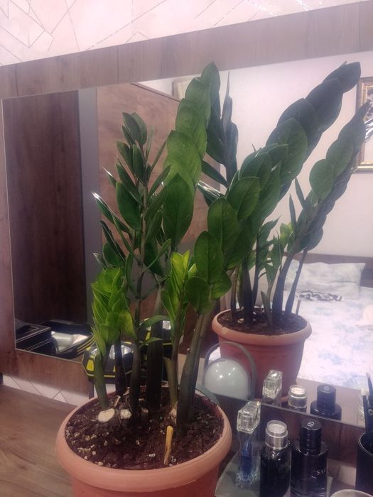 Новый сорт Пирамида 50~60см