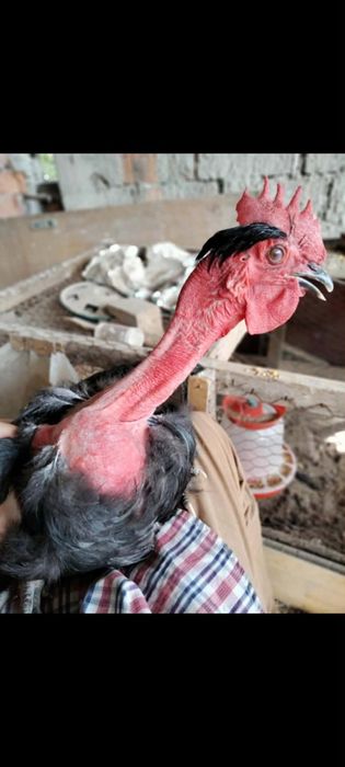 Vând  pereche gaini Gât golaș de Transilvania