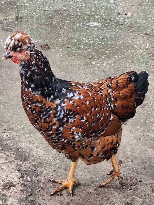 Ouă găini moțate pentru incubat