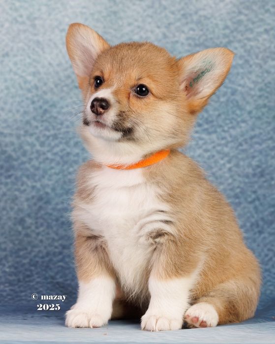 Щенки вельш корги пемброк