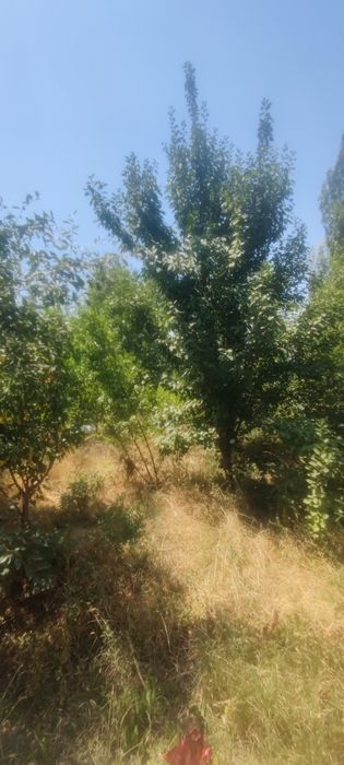 Bog' sotiladi. Judayam zo'r joyda joylashga