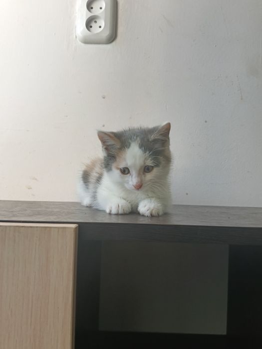 Котёнок девочка 2 месяца.