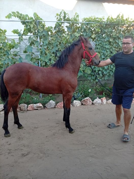 Metis friz în vârstă de 6 - 7 lunifac și schimb cu oi