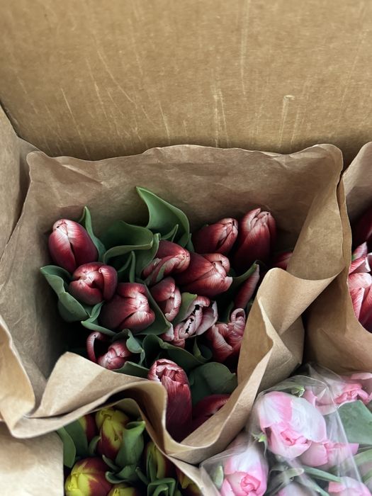 Тюльпаны предзаказы