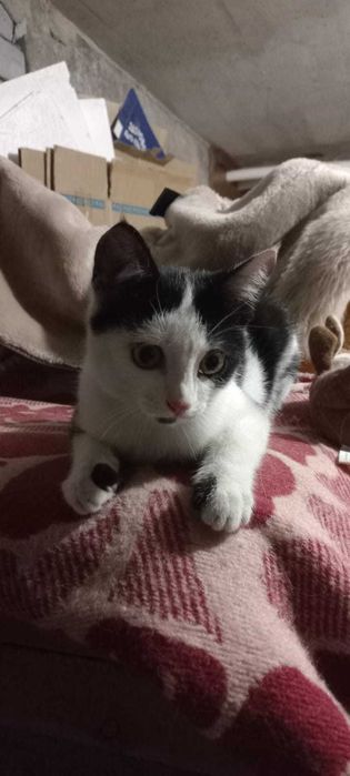 Котёнок мальчик 3 месяца