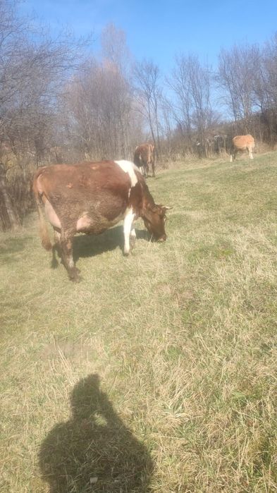 Vand vaci  gestante pt detali sunati la nr