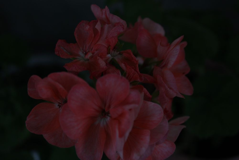 Canon 550d (t2i)