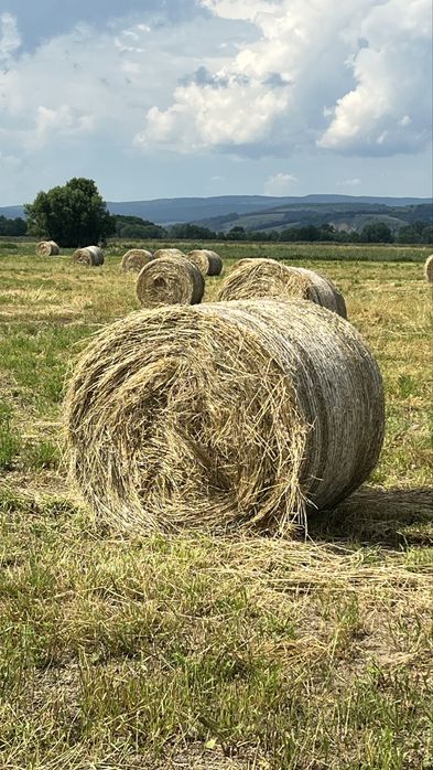 Baloti lucernă fân