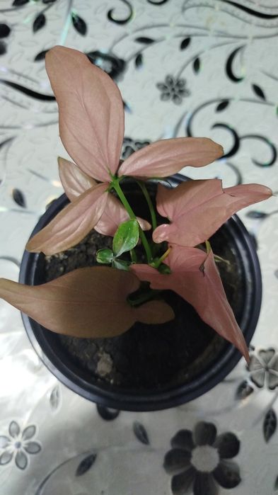 Олеандр ,молочай фикусы