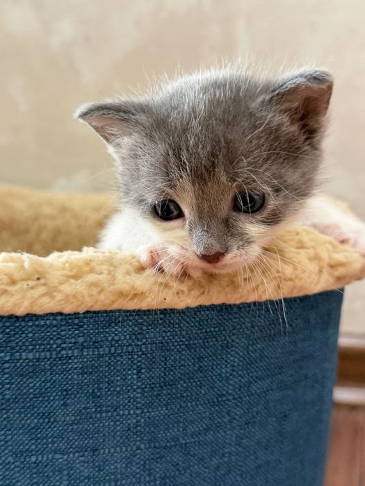 Котята ищут добрый дом