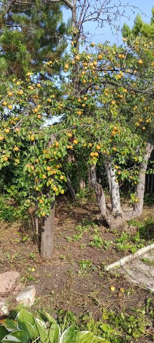 Продам дачу, СО Легенда